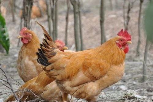 飞哥爆料整只鸡视频播放,整只鸡视频播放背后的惊人真相  第1张