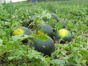 渭南网红吃瓜事件真相,揭秘背后真相与网络舆论的反思 第1张 渭南网红吃瓜事件真相,揭秘背后真相与网络舆论的反思 第1张